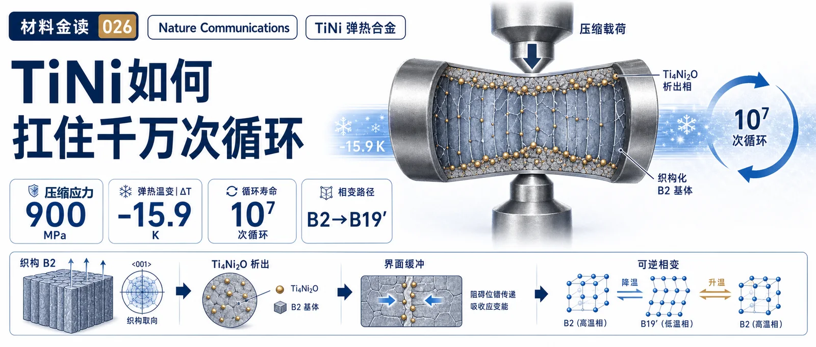 材料金读 026：TiNi 弹热合金如何扛住千万次循环？