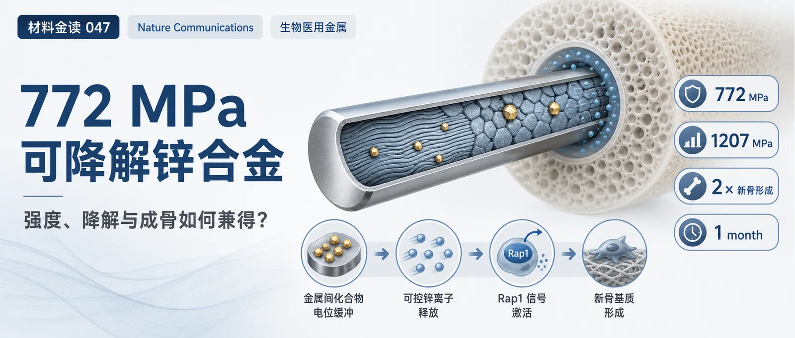 材料金读 047：772 MPa 可降解锌合金：强度、降解与成骨如何兼得？